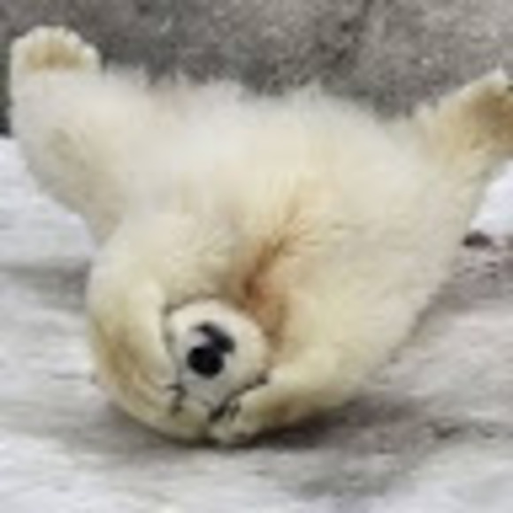 Meet your Posher, Lisabeth - Picture 1 of 1